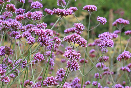 Photos Lilac Purpletop vervain in flower.