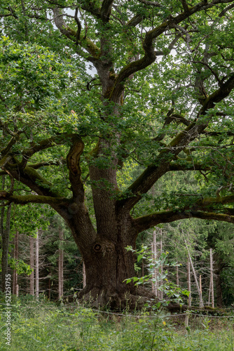 Old oak tree (Paavolan tammi) in Lohja, Finland.
