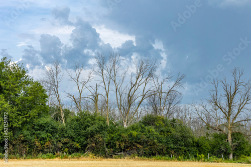 Fotografie Ash trees killed by the emerald ash borer with an understory of prickly ash and storm clouds