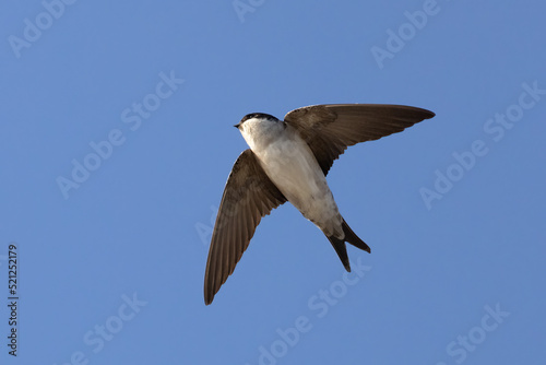 Photos Northern House Martin
