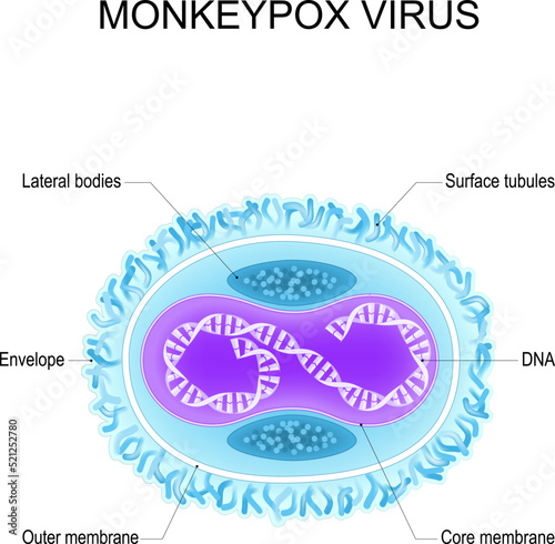 Monkeypox virus. Anatomy of Orthopoxvirus virus. Structure of Virion. photo