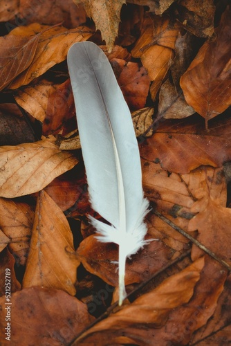 Vertical closeup of a feather on top of autumn leaves. photo
