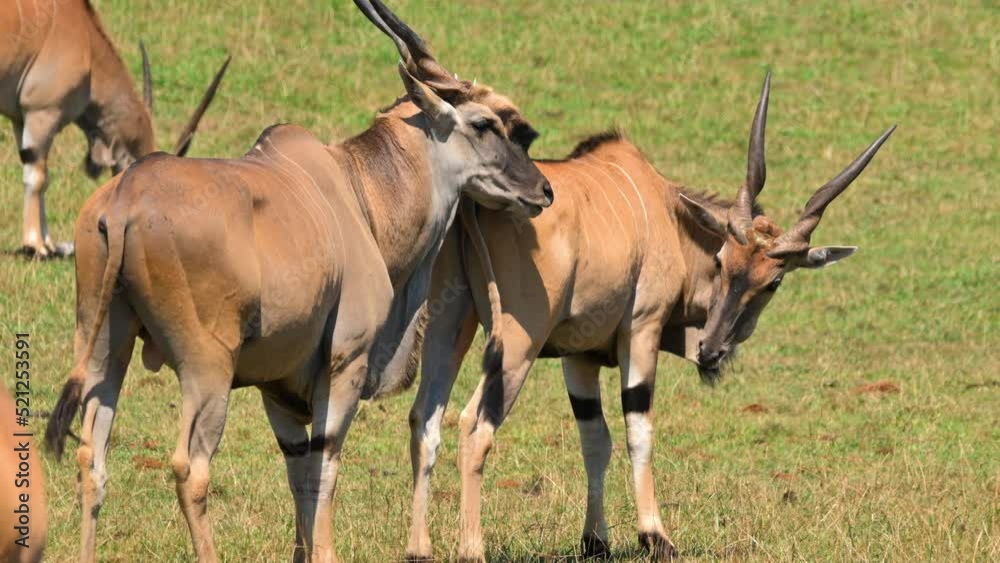 Eland Antelope grazing in the meadow. High quality 4k footage Eland Antelope grazing in the meadow. High quality 4k footage