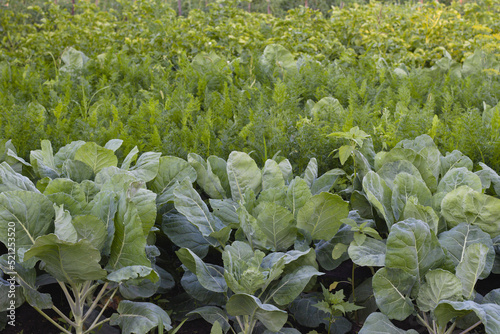 A bed of young cabbage leaves. Green cabbage leaves grew in the garden