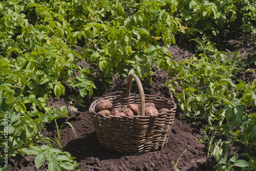 Harvesting potatoes in a wicker basket on a green bed. Fresh potatoes just dug out of the garden.