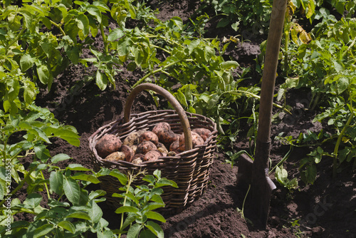Harvesting potatoes in a wicker basket on a green bed.