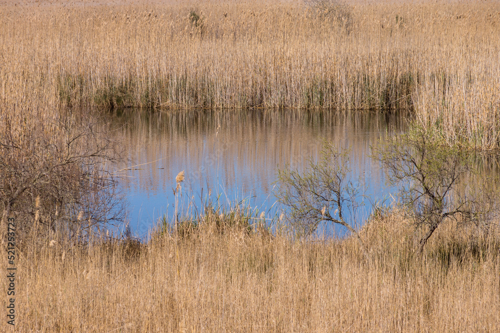Parque natural de la Albufera de Mallorca, Prat de Son Serra, Mallorca, balearic islands, spain, europe Parque natural de la Albufera de Mallorca, Prat de Son Serra, Mallorca, balearic islands, spain, europe