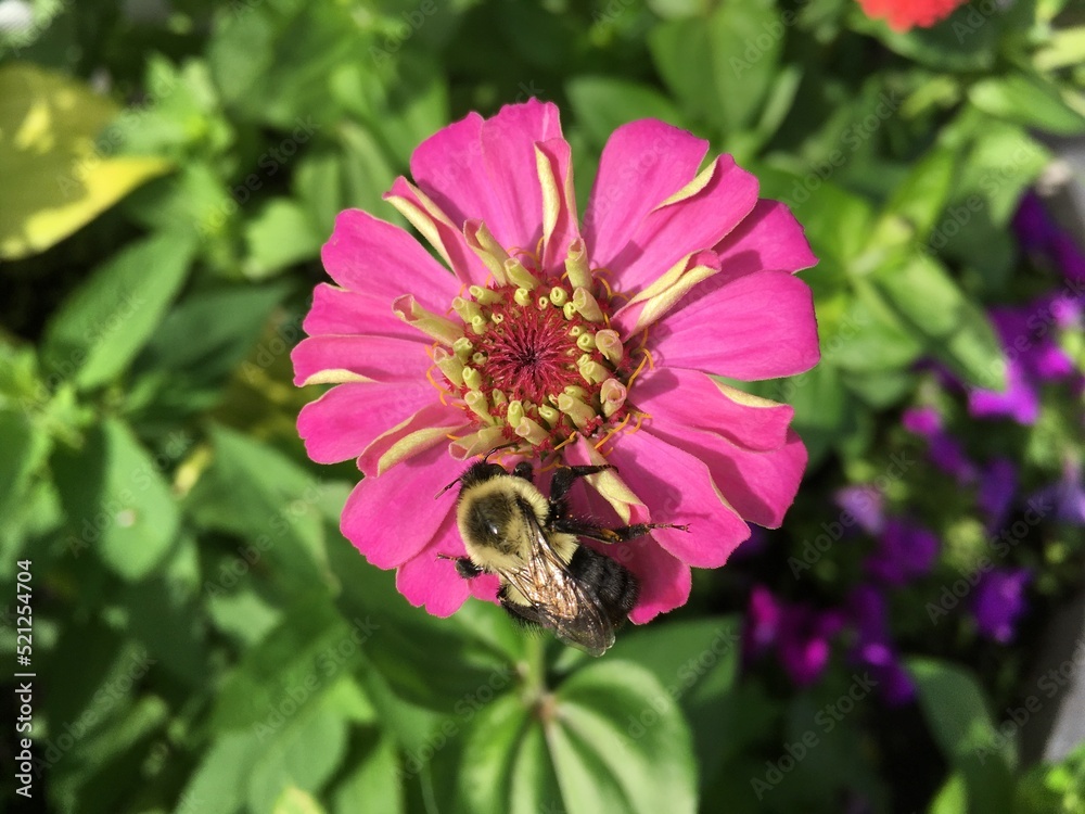 Obraz premium bee on pink flower