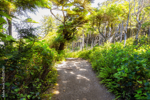 Hiking Path surrounded by lush green trees and bushes in the Morning. Ancient Cedars Loop Trail. Ucluelet, British Columbia, Canada. Adventure Travel.