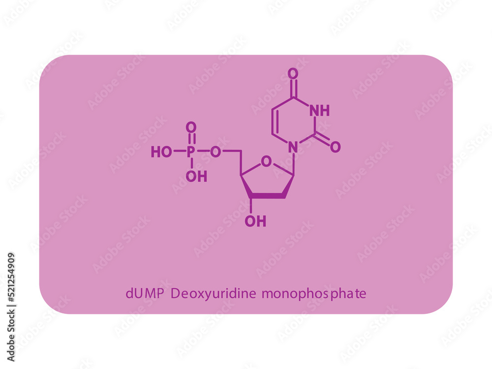 dUMP Deoxyuridine monophosphate Nucleotide molecular structure diagram on white background. DNA and RNA building block consisting of nitrogenous base, sugar and phosphate. dUMP Deoxyuridine monophosphate Nucleotide molecular structure diagram on white background. DNA and RNA building block consisting of nitrogenous base, sugar and phosphate.