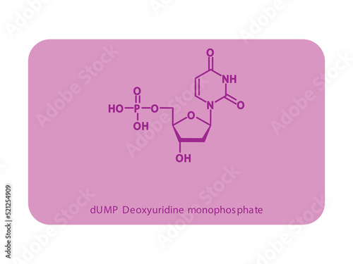 dUMP Deoxyuridine monophosphate Nucleotide molecular structure diagram on white background. DNA and RNA building block consisting of nitrogenous base, sugar and phosphate. photo