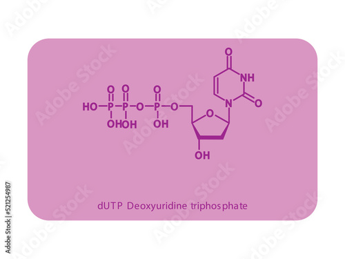 dUTP Deoxyuridine triphosphate Nucleoside molecular structure diagram on white background. DNA and RNA building block consisting of nitrogenous base, sugar and phosphate. photo
