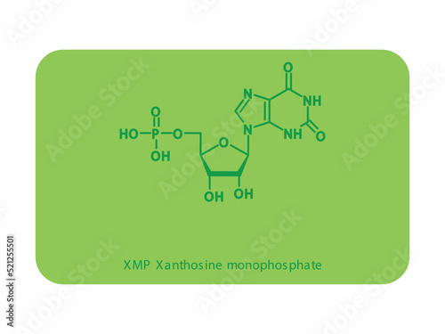 XMP Xanthosine monophosphate Nucleotide molecular structure diagram on white background. DNA and RNA building block consisting of nitrogenous base, sugar and phosphate.