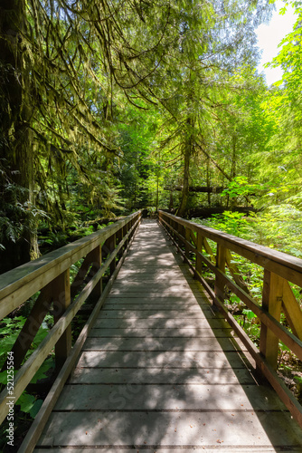 Trail in Lush Green Rain Forest in Pacific Northwest. MacMillan Provincial Park  Vancouver Island  BC  Canada. Nature Background