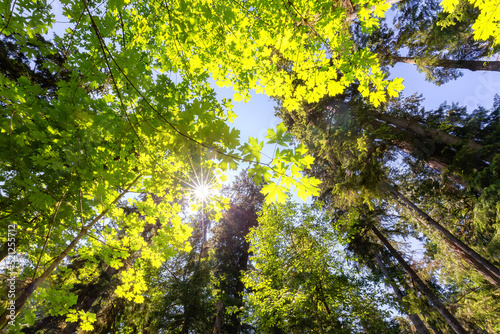 Lush Green Rain Forest in Pacific Northwest. MacMillan Provincial Park  Vancouver Island  BC  Canada. Nature Background