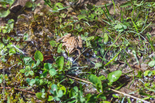 Fototapeta Naklejka Na Ścianę i Meble -  Brown frog sitting on leaves in a pond on a sunny day