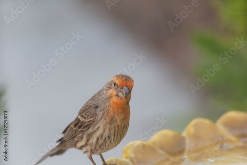 Haemorhous mexicanus common house finch shows off a bright orange breast at the community bird bath © TheColorDana