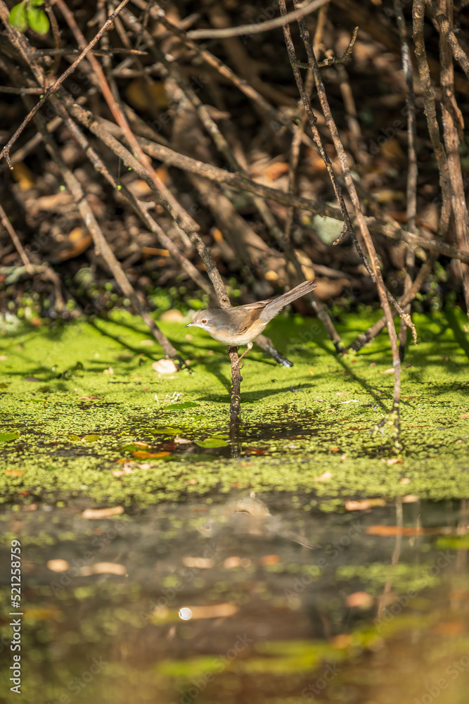 Bird over the branch prepared for taking a bath Bird over the branch prepared for taking a bath