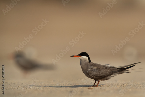 White-cheeked tern perched on the ground, Bahrain