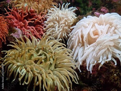red  white and grey sea anemone