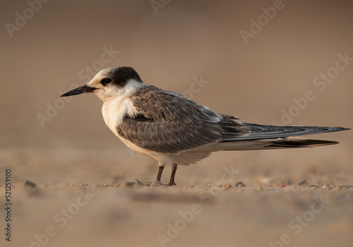 White-cheeked tern juvenile perched on the ground, Bahrain