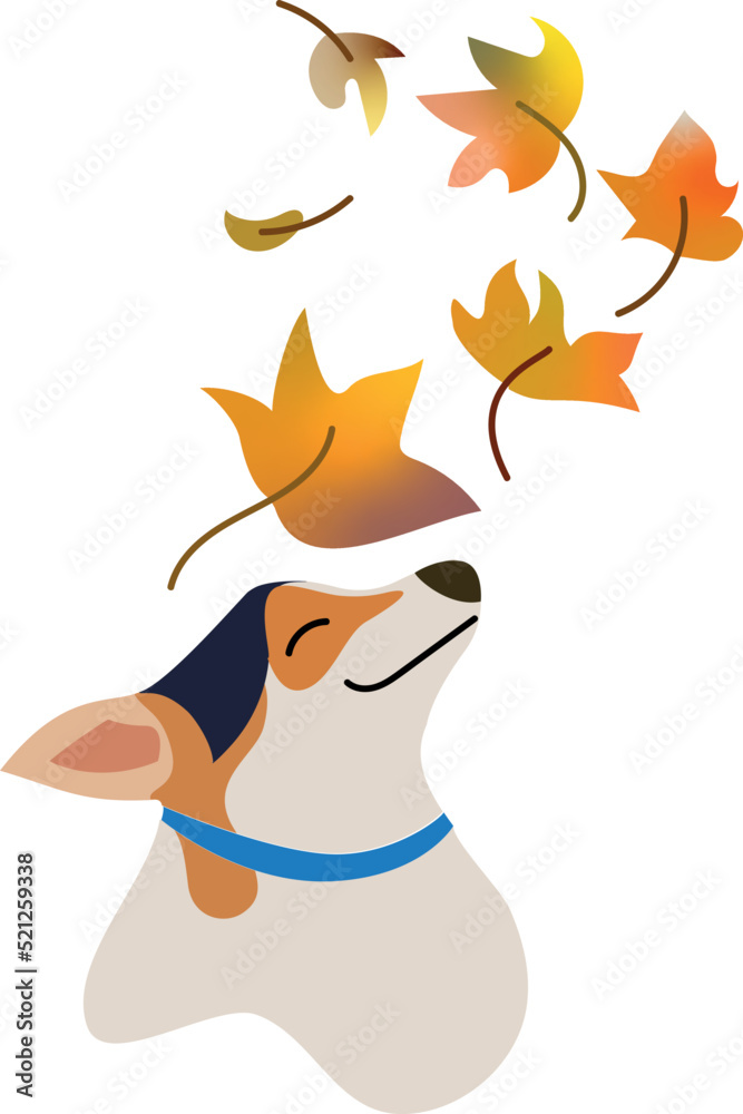 Fototapeta premium Dog playing with autumn leaves which are falling from the tree. Isolated head on transparent background. Copy-space