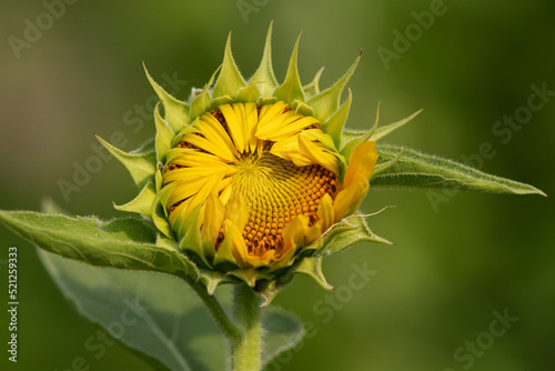 A beautiful blooming sunflower on green .