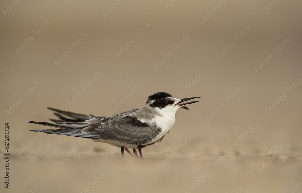 Juvenile White-cheeked Tern perched on the ground at Tubli, Bahrain Juvenile White-cheeked Tern perched on the ground at Tubli, Bahrain
