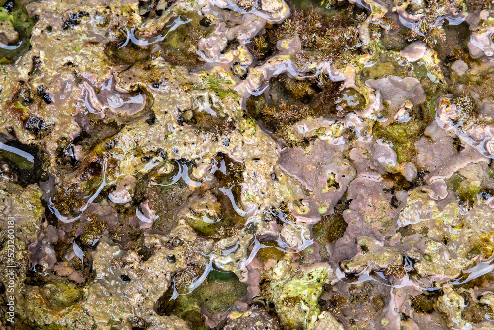 rocks on the coast of asturias, where small molluscs and crustaceans grow