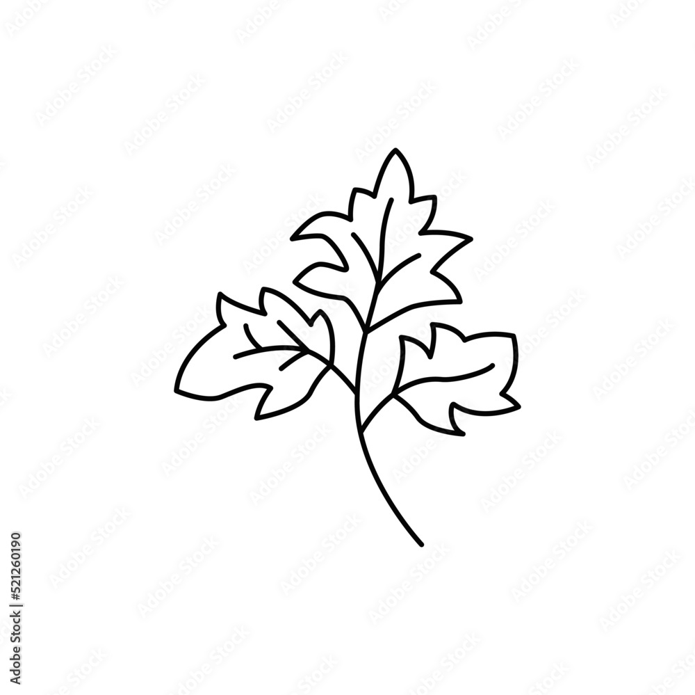 Parsley icon in line style icon, isolated on white background Parsley icon in line style icon, isolated on white background