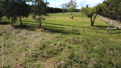 Time lapse of beautiful horses grazing in the meadow under a blue sky