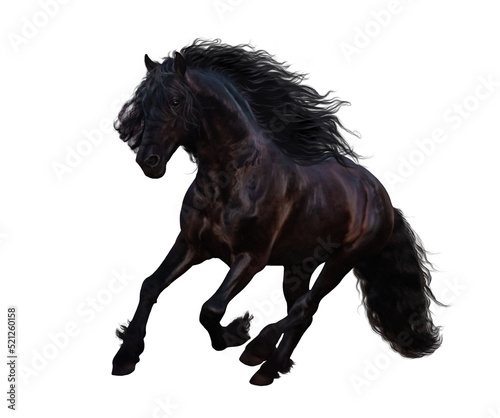 Fototapeta Naklejka Na Ścianę i Meble -  Black horse with a long mane galloping isolated on white