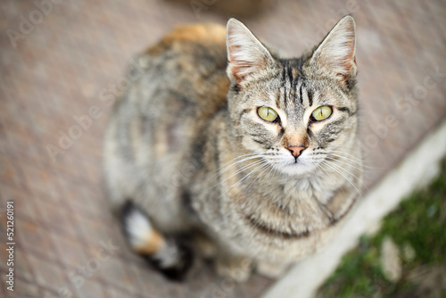 Adorable  stray Mackerel stripped tabby cat with orange spots and beautiful green eyes sitting and looking to the camera  shot from above