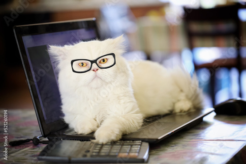 Adorable creamy white persian cat with yellow eyes, wearing dioptric glasses, lying over laptop with a paw on a calculator, looking tired from work. Home office