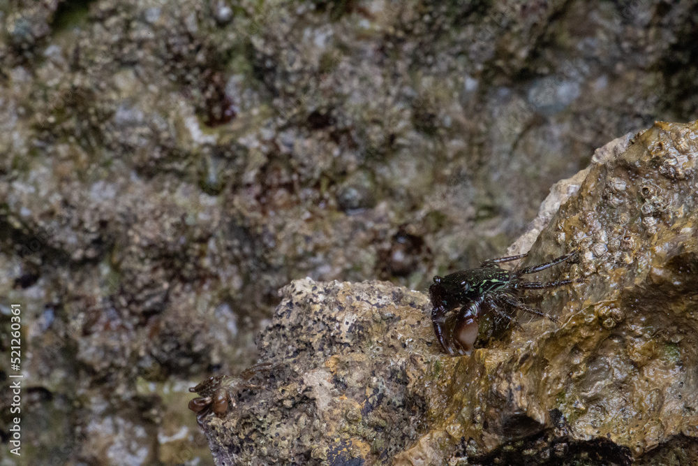 rocks on the coast of asturias, where small molluscs and crustaceans grow