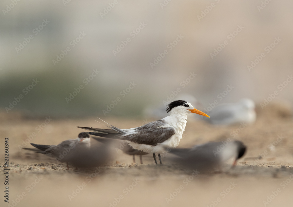 A Greater Crested Tern in the mid of White-cheeked tern at Tubli coast, Bahrain A Greater Crested Tern in the mid of White-cheeked tern at Tubli coast, Bahrain