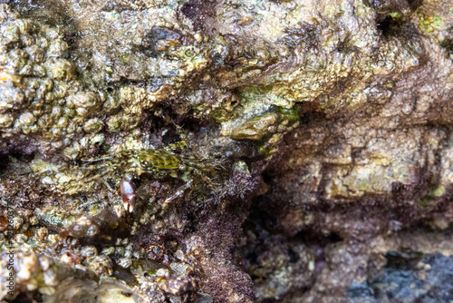 rocks on the coast of asturias, where small molluscs and crustaceans grow