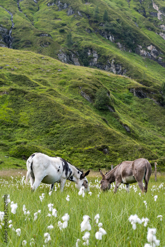 Austrian donkeys