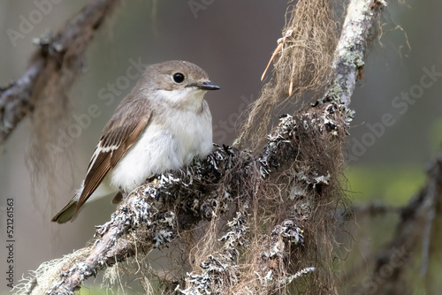 European pied flycatcher photo