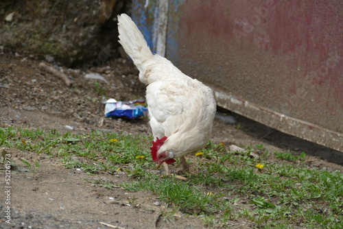 White rooster on the littered background.