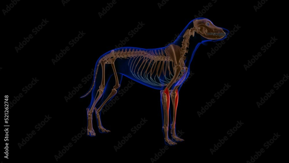 Extensor Carpi Radialis muscle Dog muscle Anatomy For Medical Concept ...
