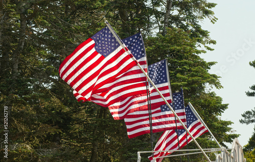 Multiple USA American flags in the wind with pine trees in back