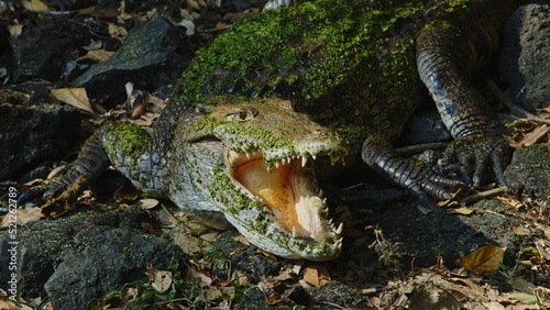 American crocodile sits on the ground and opens his mouth