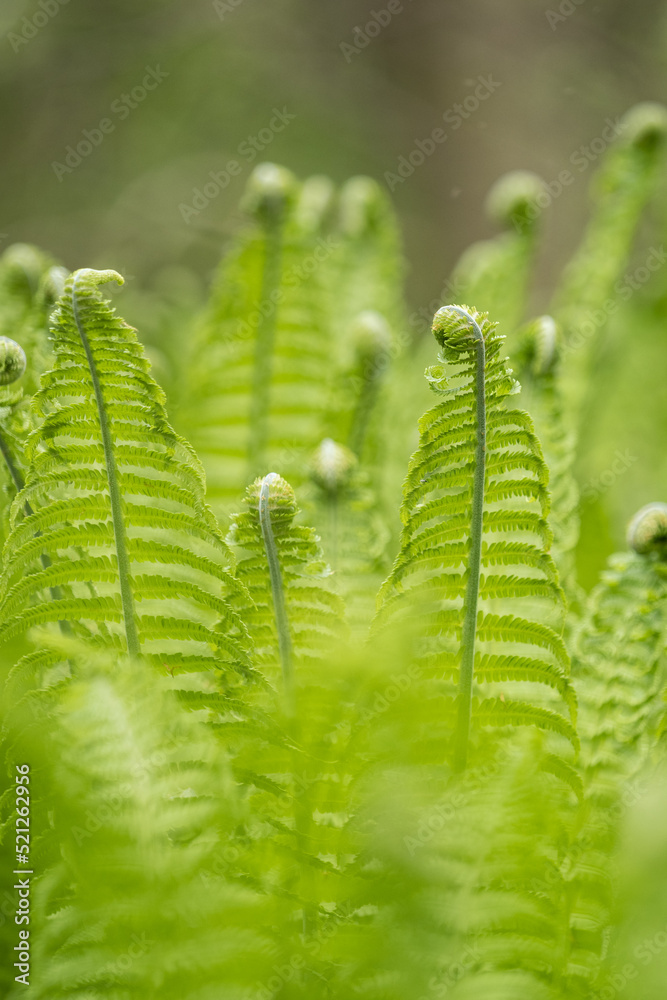 Young green fern leaves outdoors. Young green fern leaves outdoors.