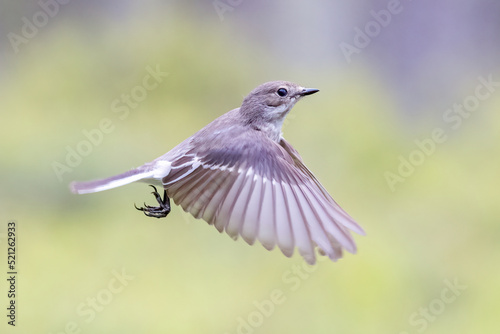 European pied flycatcher photo