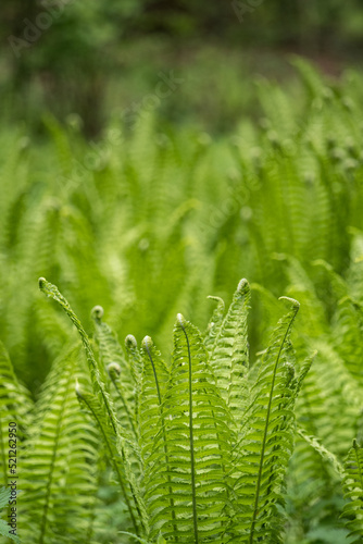Young green fern leaves outdoors.
