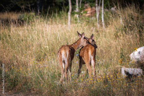 Fawns in the grass. Two fawns at the edge of the forest play together and exchange tenderness