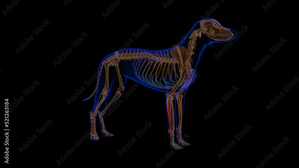 Extensor Carpi Ulnaris muscle Dog muscle Anatomy For Medical Concept 3D ...