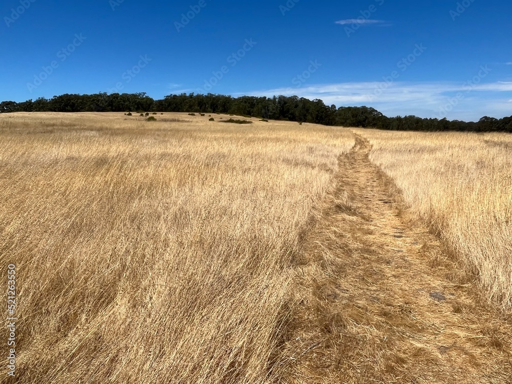 Path through the california landscape 