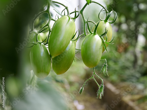 Green tomatoes on the branch grown in the greenhouse. Background and foreground in blur.